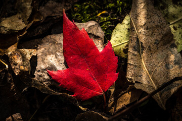 Obraz premium Canadian forest multicolour autumn leaves