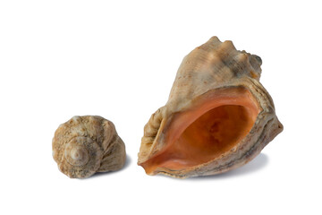 Seashell from the Black Sea isolated on white background