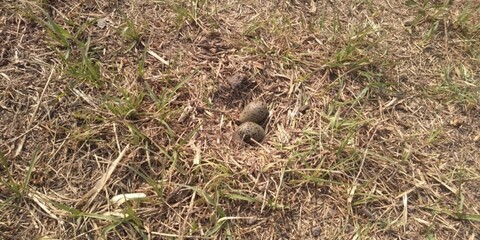 AVE HUEVOS NIDO PAJARO TERO AUTOCTONO ARGENTINO TUCUMAN CAMPO