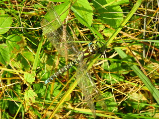 Tired dragonfly on grass in October active well into autumn