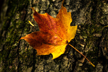 Canadian forest multicolour autumn leaves