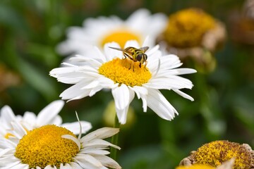 Obraz premium Une abeille est posée sur une fleure avec pétales blanche.