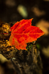 Canadian forest multicolour autumn leaves