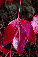 A close up of a red maple leaf in the autumn sunshine