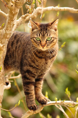 お庭の木に登った猫