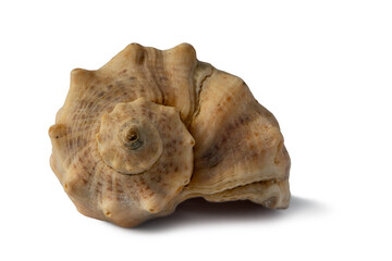 Spiral part of a conch shell from the Black Sea isolated on white background