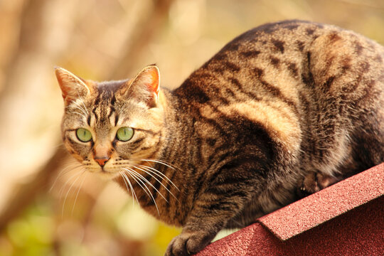 お庭の小屋の屋根に登った猫