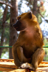 beautiful baboon sitting on a tree