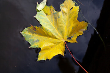 Yellow maple leaf lies on water close-up