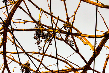 Barbed wire fence. The vineyard, an amazing climbing plant.