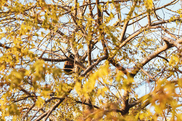 Autumn leaves in the sky with a honey colour and a small birdhouse