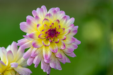 Pink and yellow dahlia