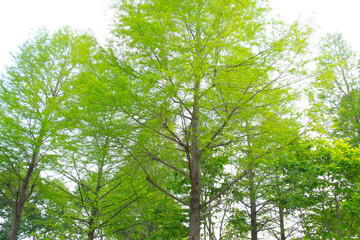 Obraz premium 初夏の公園で新緑の木漏れ日