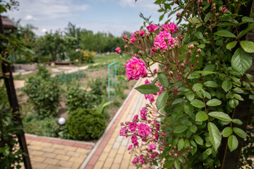 flower in the garden. little pink flowers in the garden. beautiful flowers in summer.