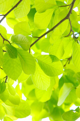 Fototapeta na wymiar ライトグリーンの樹木の葉