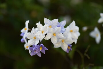 Solanum jasminoides flowers / Solanaceae evergreen vine shrub.