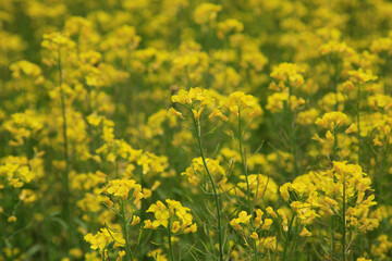 Obraz premium 菜の花