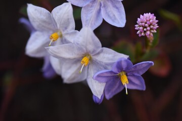 Solanum jasminoides flowers / Solanaceae evergreen vine shrub.
