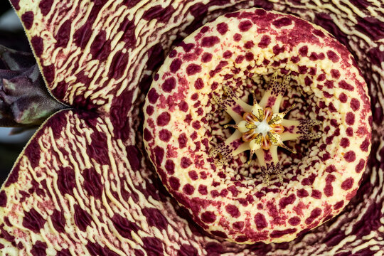 Horizontal closeup of a stapelia variegata flower