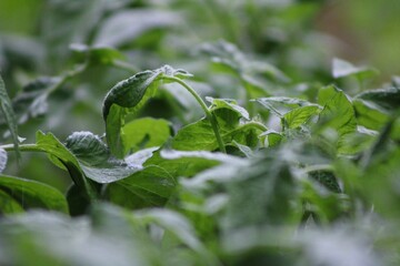 Tomato garden
Depth of field