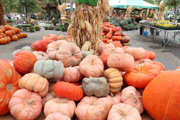 Pumpkin, squash and gourds