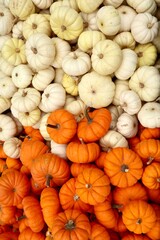 Autumn produce gourds and squash