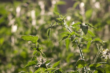 Rainy garden 
Rainy day
