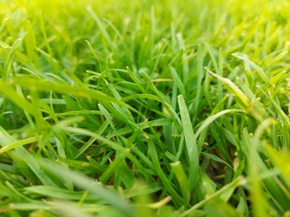 Juicy green grass top view close-up. Natural herbal background. High quality photo