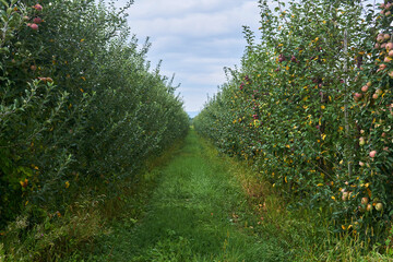 aisle between rows of young fruit trees on an apple plantation