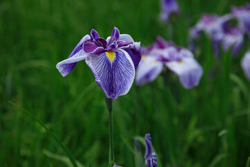 花菖蒲