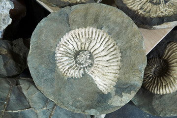 fossil of an extinct ammonite clam inside a cracked concretion