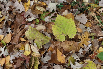 autumn leaves on the ground
