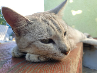 Sad cat lies on a wooden porch, selective focus