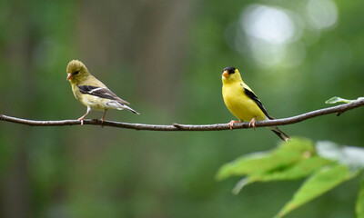 Adult and Juvenile American Goldfinches on a branch