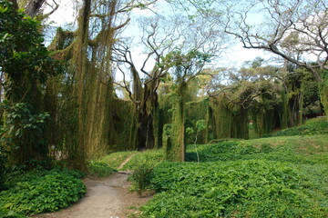 path in the garden