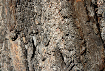 texture of bark
