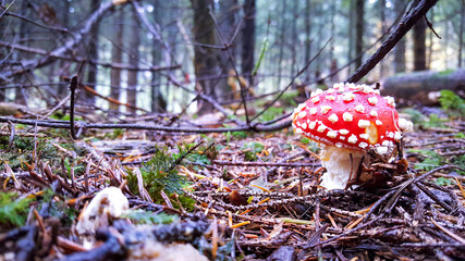 Einsamer Fliegenpilz im Wald