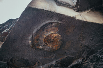 Closeup on amonite shell contained in a rock of jurassic cliff in Kimmeridge Bay, prehistoric rocks containing dolomitic limestone and Fossils in Kimmeridge Clay (shells of ammonites and bivalves)