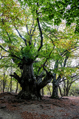 old centuries-old beech forest in early autumn