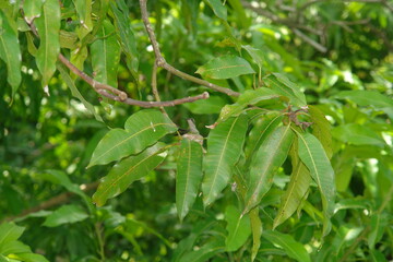 colibri nest in a mango tree