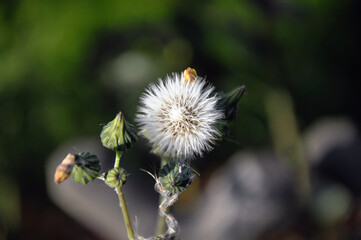 dandelion