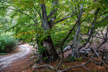 old centuries-old beech forest in early autumn