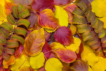 Fototapeta premium Autumn fallen leaves of rowan, birch and pear.