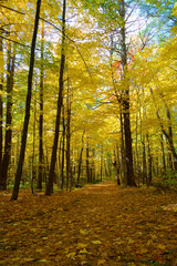  trail in the autumn forest