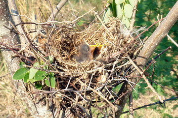 nest of hungry little birds