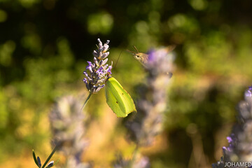Yellow butterfly perched on a flower with an inseptp behind
