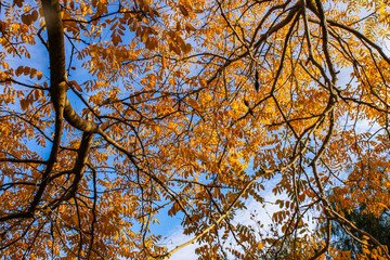 Autumn leaves against blue sky