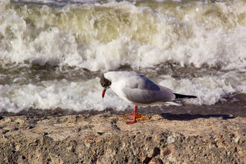 seagull on beach