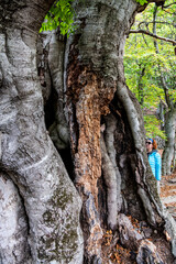 old centuries-old beech forest in early autumn