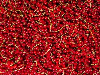 Fototapeta premium Red currants plucked from a bush and piled in a heap